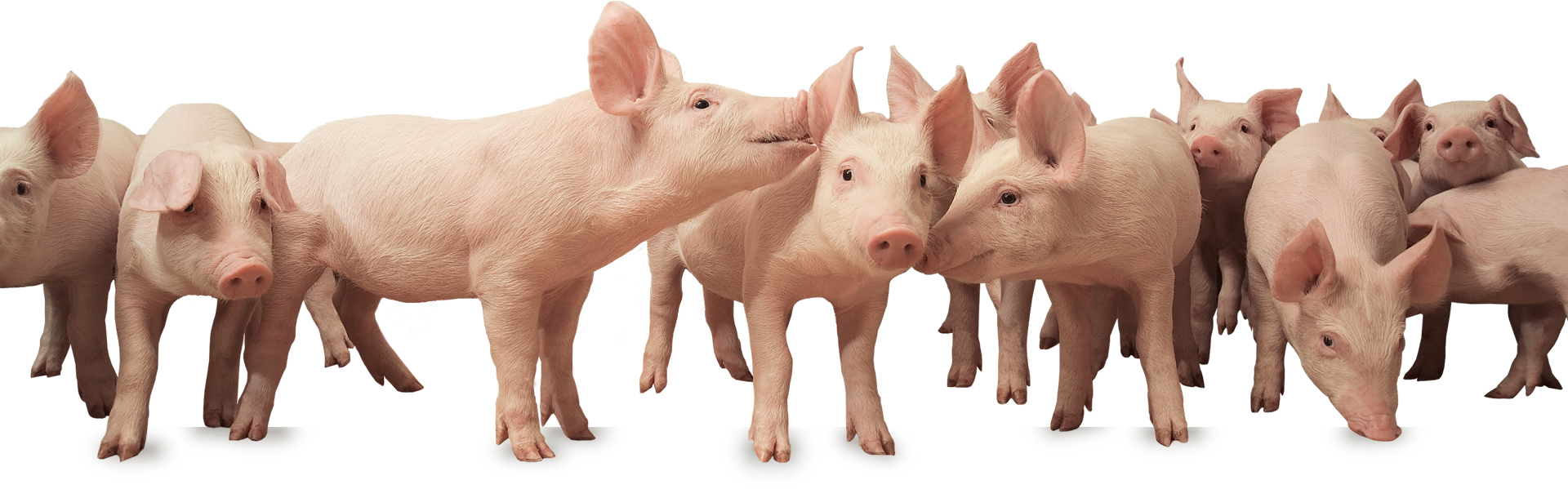 256-2564590_about-selection-pig